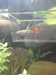 My Guppy Still Looks Pregnant 1 Week Later She Dropped Her