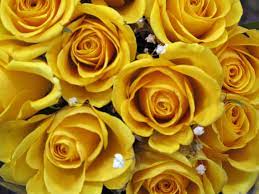 yellow roses free stock photo image