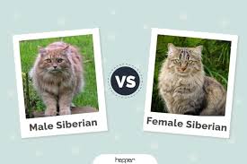 male vs female siberian cat the