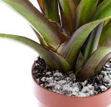 what to do about mold on houseplant soil