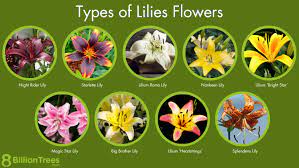 How To Identify Lilies gambar png