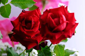 love rose flower stock photos royalty