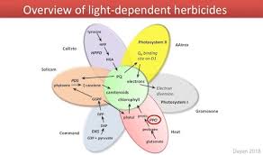Evolution Of Resistance To Group 14 Herbicides Top Crop