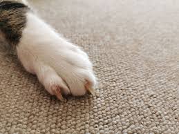 cat started scratching carpet