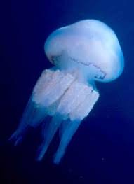 Jellyfish Species Britishseafishing Co Uk
