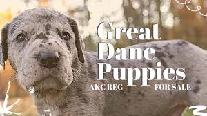 This is because selling puppies at their reasonable and matched price is not easy if you do not know the ways on how to sell it properly. Great Dane Puppies For Sale In Pa Akc Reg Great Danes Youtube