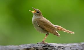 Nightingale pets was reccomended to us by a family friend as the place to go to purchase happy, healthy, well cared for pets. Nightingales At Risk Due To Shorter Wings Caused By Climate Crisis Birds The Guardian