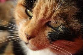 I know what you are thinking. 5 Remarkable Facts About Cat Nose Freckles Catster