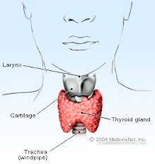 cara mengobati kelenjar tiroid di leher