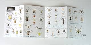 Uk Spider Identification Charts Review By Uk Safari