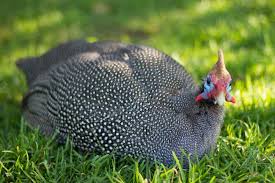 Sign up for free today! Guinea Fowl What To Know When Raising
