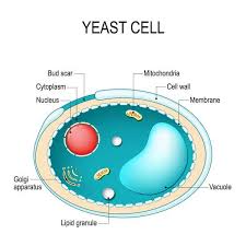 (v) gas vacuoles (= pseudo vacuole): Types Of Cells Biology Dictionary