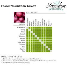 Plum Pollination Chart Apple Tree Plum Fruit Trees