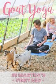 goat yoga in martha s vineyard