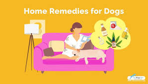 home remes for dogs ultimate guide