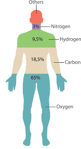 human body composition what elements