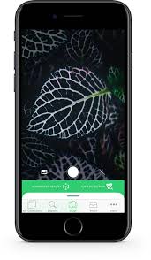 plantsnap plant identifier app 1