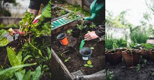 Incredible Vegetable Garden Ideas Best