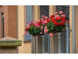 Мушкатото е едно чудесно, продължително цъфтящо растение, което много добре расте в стаята, на балкона или терасата, в двора. Za Da Cftyat Bogato Sakzcheta I Mushkata Cvetya Blgarski Fermer