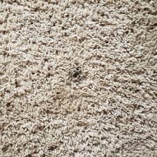all american carpet cleaning 27