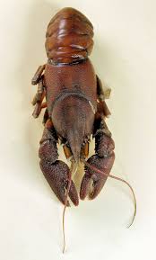 Crayfish Photo Identification Guide