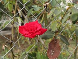 grow roses on a fence