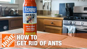 Ideally, each trap should be place on a surface in a corner or on a path they usually take, and with the adhesive back you can even stick them under counters. How To Get Rid Of Ants The Home Depot Youtube