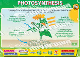 Photosynthesis Interactive Software Download