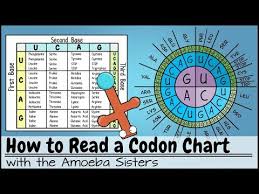 How To Read A Codon Chart Hozzby Blog