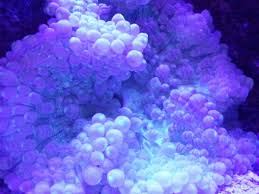 anemone care r aquariums