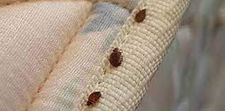 carpet beetles insect pest removal