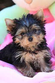 Will be little adults microchipped and vet inspected. Pin By Terry Van Kirk On Yorkies And Other Cute Animals Yorkshire Terrier Puppies Yorkshire Terrier Puppy Yorkie Yorkie Puppy