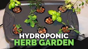 Hydroponic Herb Garden Guide YouTube