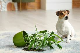 Plants Poisonous To Dogs Canine Cottages