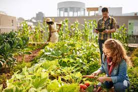 Community Garden Ready Set Grow