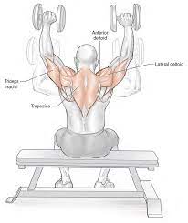 seated dumbbell shoulder press exercise
