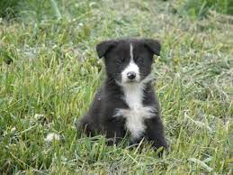 Border collie puppies adoption results from 6 web search engines. Border Collie Puppies For Sale 8 Weeks Old For Sale In Wellington Colorado Classified Americanlisted Com