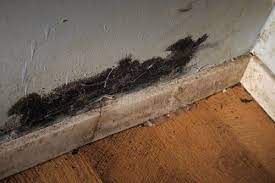 what does black mold look like