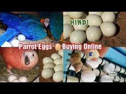 are you ing exotic parrot eggs