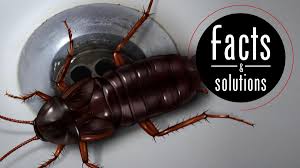 cockroach facts