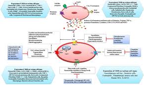 Frontiers The Role Of Histamine And Histamine Receptors In