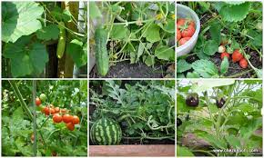 Kitchen Garden Vegetable Garden How