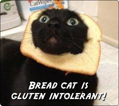 Apparently a cat loaf is a real thing and occurs when a cat sits with all four paws tucked underneath itself at which point a cat load is born! Sensitive Bread Cat Meme Cats Cat Bread Cat Memes