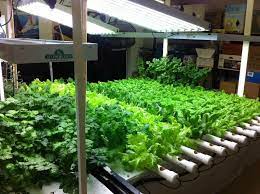 Grow Your Own Basement Garden Indoor