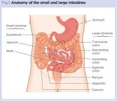 anatomy and role of the jejunum