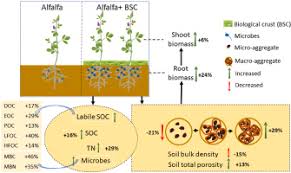 biocrust as a nature based strategy