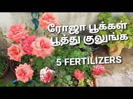 Fertilizers For Healthy Rose Plant