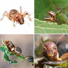 how to get rid of potato beetles bugs