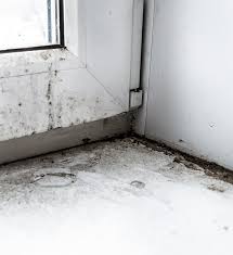 Mold Removal Specialists In Dallas Texas