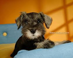 hd miniature schnauzer wallpapers peakpx